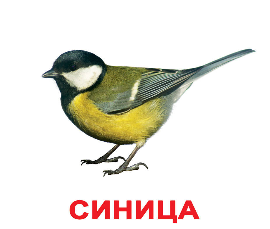 Карточки большие русские с фактами, ламинированные "Птицы" 20шт, в пак. 16,5*19,5см, ТМ Вундеркинд с пеленок
Карточки большие русские с фактами, ламинированные "Птицы" 20шт, в пак. 16,5*19,5см, ТМ Вундеркинд с пеленок