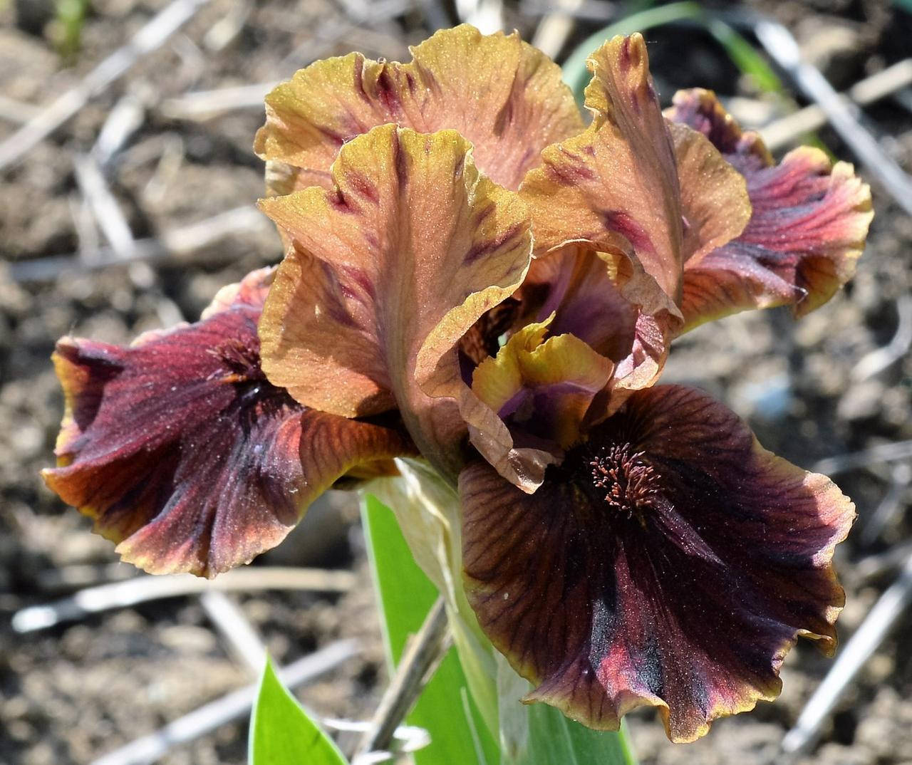 Ирис Карликовый Death By Chocolate
Ирис Карликовый Death By Chocolate