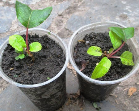 Актинидия Скарлет. Саженцы в контейнерах 0.5л.
Актинидия Скарлет. Саженцы в контейнерах 0.5л.