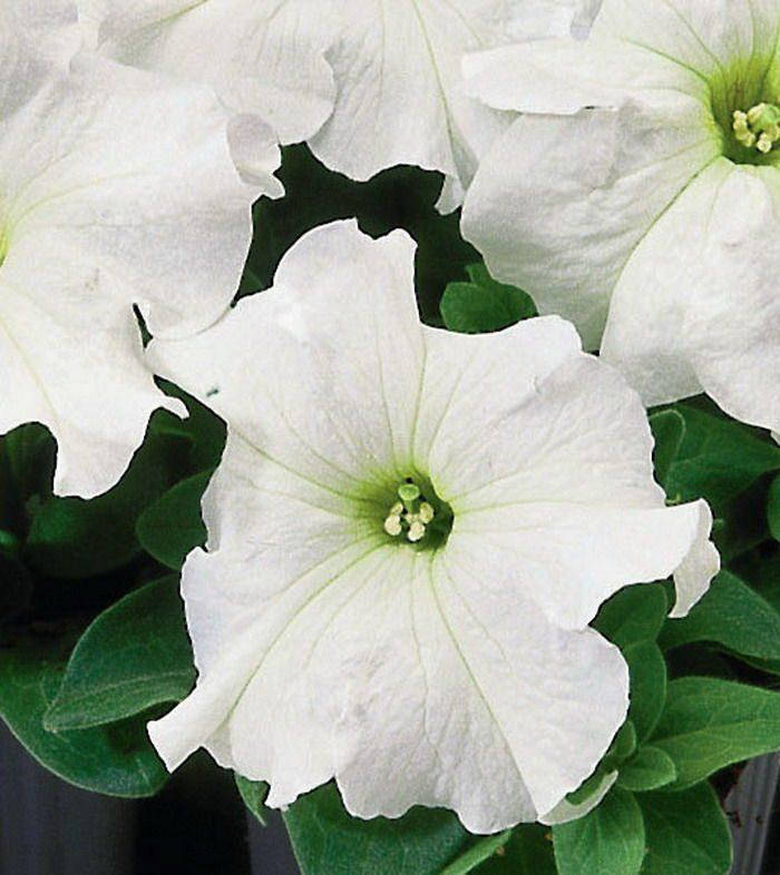 Петуния низкорослая крупноцветковая в горшку 8x8см - petunia limbo White (Лимбо Вайт)
Петуния низкорослая крупноцветковая в горшку 8x8см - petunia limbo White (Лимбо Вайт)