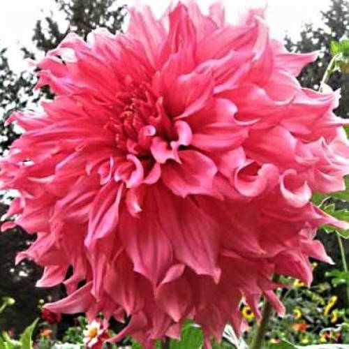 Георгина гигантская Islander (Айенда)
Георгина гигантская Islander (Айенда)