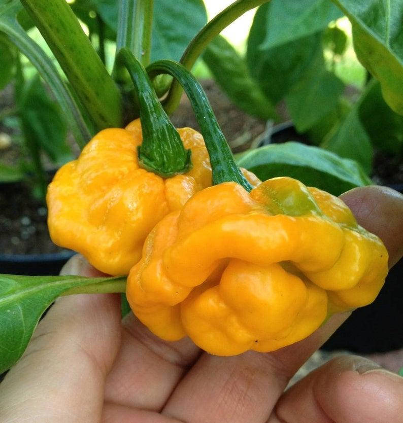 Перец Scotch Bonnet желтый
Перец Scotch Bonnet желтый