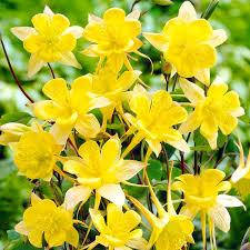 Аквилегия желтый гигант
Аквилегия желтый гигант