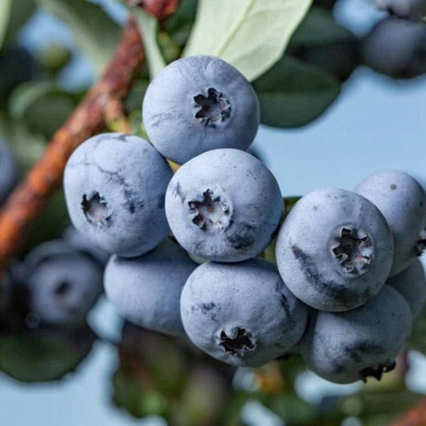 Голубика "Бонус" 2-лет. в контейн. 2л
Голубика "Бонус" 2-лет. в контейн. 2л