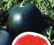 Семена арбуза "Красень"
Семена арбуза "Красень"