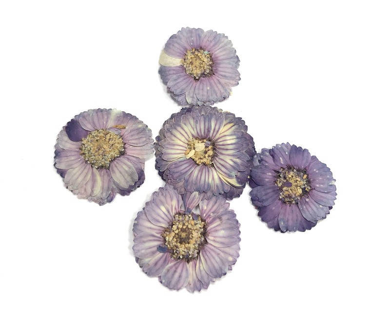 Сухоцветы №35, Разные цвета
Сухоцветы №35, Разные цвета