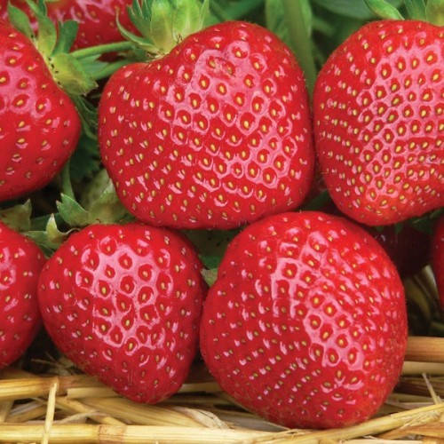 Саженцы клубники (рассада) Мальвина (Malwina) - поздняя, транспортабельная, сочная
Саженцы клубники (рассада) Мальвина (Malwina) - поздняя, транспортабельная, сочная