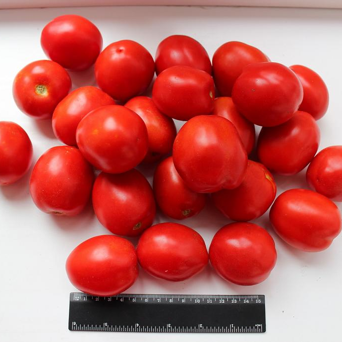 Томат ПЕРФЕТПИЛ F1 | PERFECTPEEL 1000 шт Seminis
Томат ПЕРФЕТПИЛ F1 | PERFECTPEEL 1000 шт Seminis