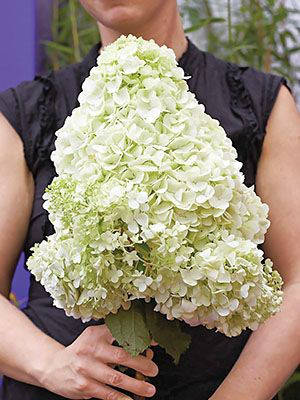 Гортензия метельчатая Меджикал Мунлайт \Hydrangea 'Magical Moonlight' ( саженцы 3 года) Новинка
Гортензия метельчатая Меджикал Мунлайт \Hydrangea 'Magical Moonlight' ( саженцы 3 года) Новинка