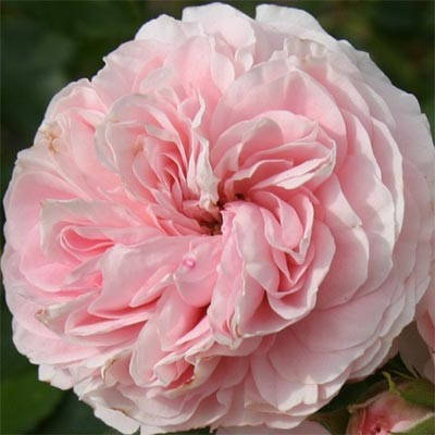 Роза Larissa (саженцы)
Роза Larissa (саженцы)