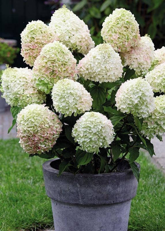 Гортензия метельчатая Саммер Лав / Hydrangea paniculata 'Living Summer Love', контейнер 0,5 литра
Гортензия метельчатая Саммер Лав / Hydrangea paniculata 'Living Summer Love', контейнер 0,5 литра