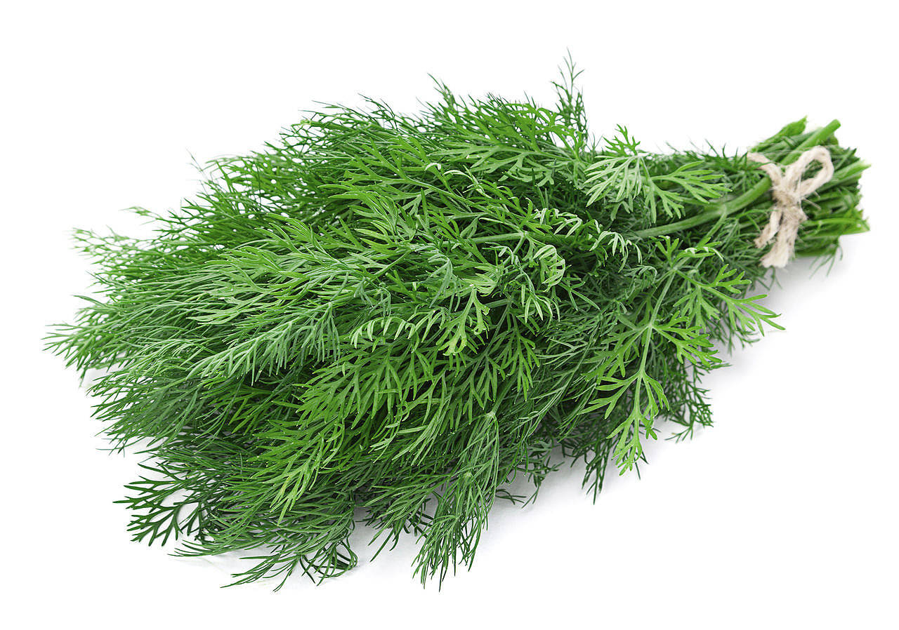 Кріп Діл 10 г Leda Agro Пряно-смакові рослини Насіння (Укроп Дил Пряно-вкусовые растения Семена)
Кріп Діл 10 г Leda Agro Пряно-смакові рослини Насіння (Укроп Дил Пряно-вкусовые растения Семена)
