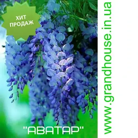 ГЛИЦИНИЯ СОРТОВАЯ СИНЯЯ "АВАТАР" (Avatar) / Вистерия / саженцы в горшке (ЗКС) - ЗАКАНЧИВАЕТСЯ
ГЛИЦИНИЯ СОРТОВАЯ СИНЯЯ "АВАТАР" (Avatar) / Вистерия / саженцы в горшке (ЗКС) - ЗАКАНЧИВАЕТСЯ
