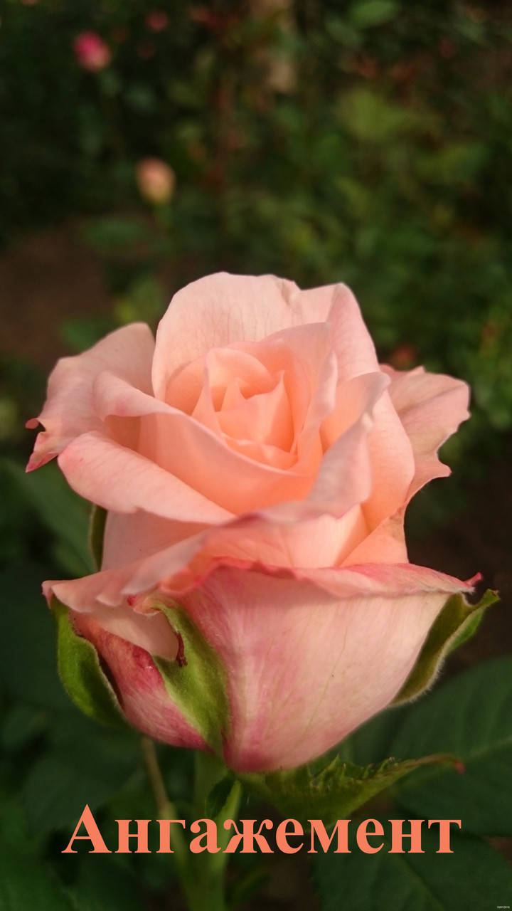 Роза чайно-гибридная Ангажемент (Engagement)
Роза чайно-гибридная Ангажемент (Engagement)