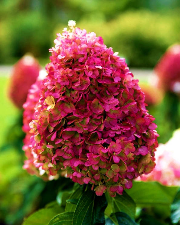 Гортензия метельчатая Ливинг Пинки Промис \ Hydrangea Living Pinky Promise ( саженцы 2 года) Новинка
Гортензия метельчатая Ливинг Пинки Промис \ Hydrangea Living Pinky Promise ( саженцы 2 года) Новинка