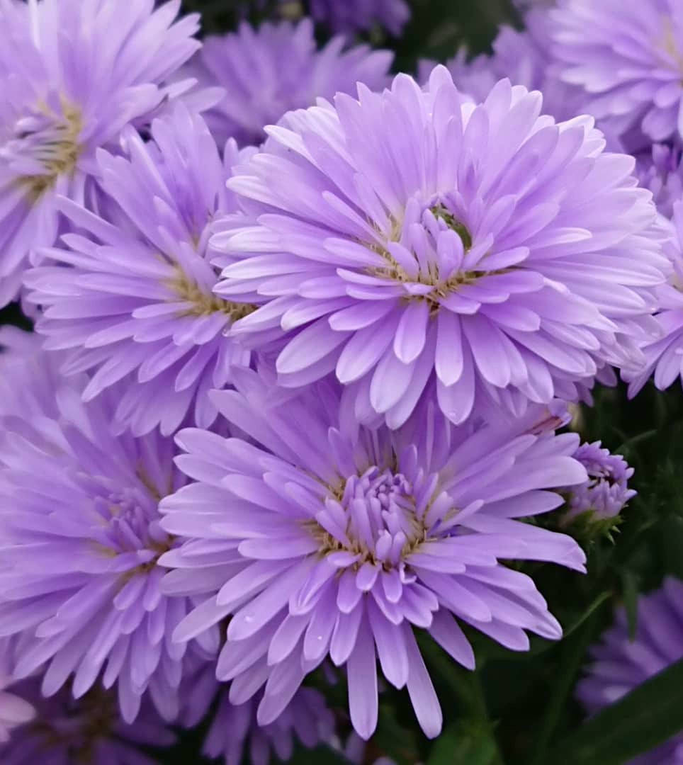 Астра ново-бельгийская Галакси Ливели \ Aster Galaxy Lively ( саженцы )
Астра ново-бельгийская Галакси Ливели \ Aster Galaxy Lively ( саженцы )