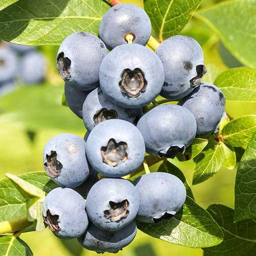 Голубика "Река", 2-лет. в конт. 2л
Голубика "Река", 2-лет. в конт. 2л