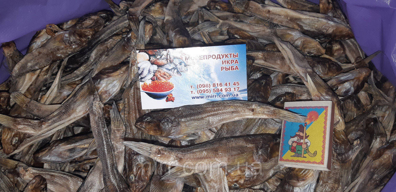 Бычок балтийский 14+ 
Бычок балтийский 14+