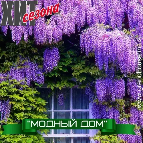 ВИСТЕРИЯ СИРЕНЕВАЯ "МОДНЫЙ ДОМ" ('Fashion House') / Глициния / саженцы в горшке (ЗКС) - ЗАКАНЧИВАЕТСЯ
ВИСТЕРИЯ СИРЕНЕВАЯ "МОДНЫЙ ДОМ" ('Fashion House') / Глициния / саженцы в горшке (ЗКС) - ЗАКАНЧИВАЕТСЯ