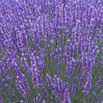 Лаванда Munstead (саженцы) 
Лаванда Munstead (саженцы)