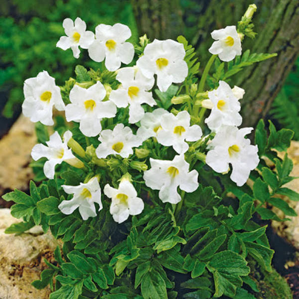 Инкарвиллея Snow Top
Инкарвиллея Snow Top