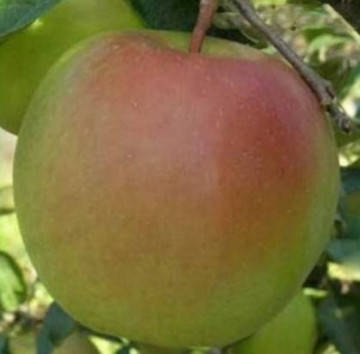 Саджанці яблуні Скіфське Золото 
Саджанці яблуні Скіфське Золото