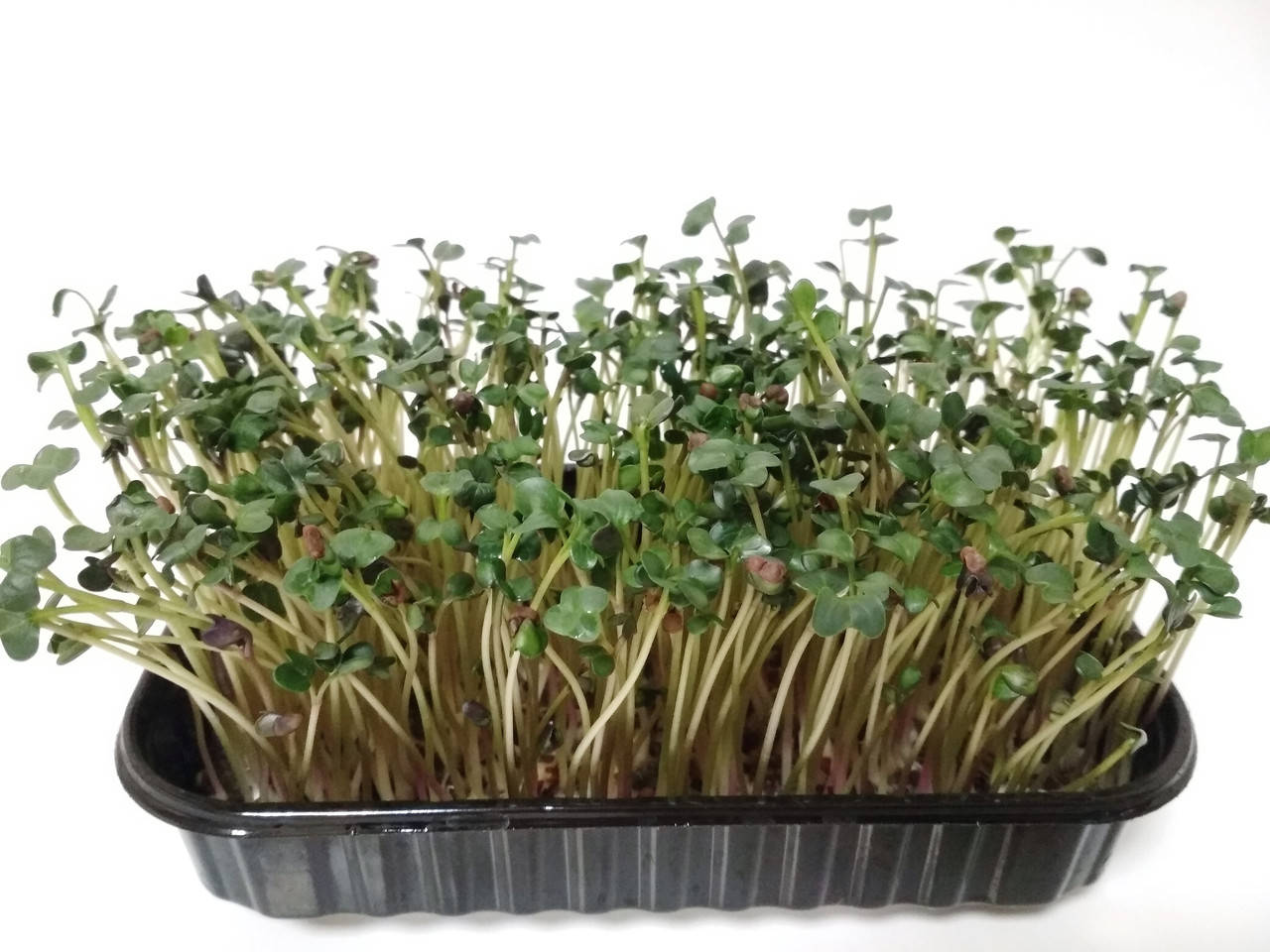 Семена Дайкон для микрозелени 
Семена Дайкон для микрозелени