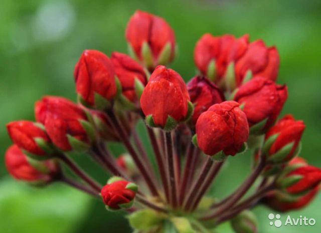 Пеларгония "Conny" (герань, калачик №30)
Пеларгония "Conny" (герань, калачик №30)