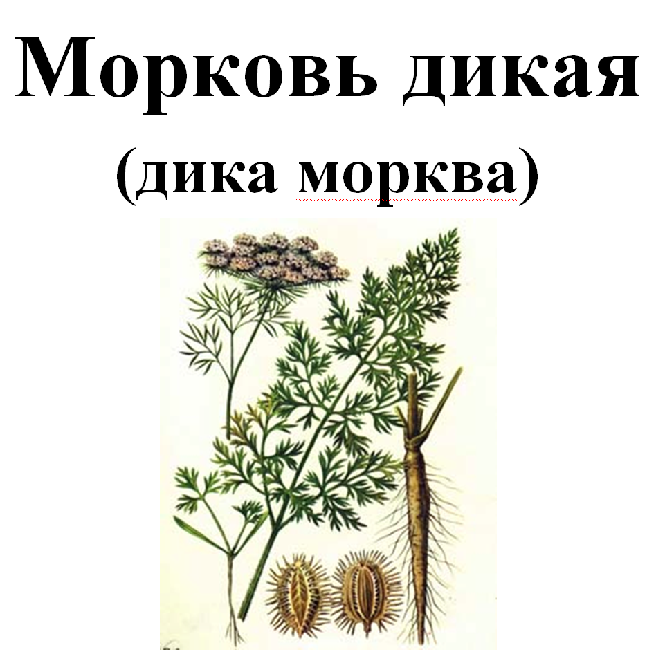 Морковь дикая (дика морква), семена, 50 грамм 
Морковь дикая (дика морква), семена, 50 грамм