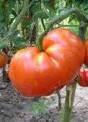 Семена томата "Гигант Духова"
Семена томата "Гигант Духова"