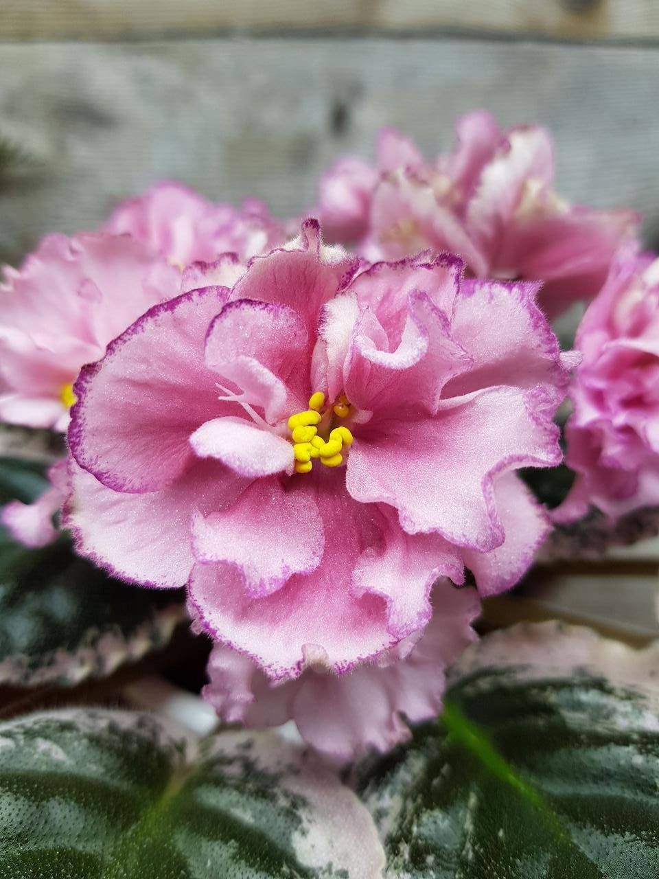 Фиалка ЛЕ-Вера укорененный лист
Фиалка ЛЕ-Вера укорененный лист