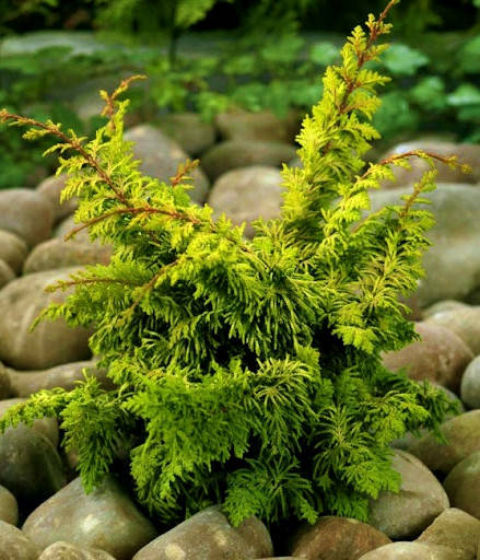 Кипарисовик тупой Фенспрей Голд \ Chamaecyparis o.'Fernspray Gold' ( р9 15-17см) саженцы
Кипарисовик тупой Фенспрей Голд \ Chamaecyparis o.'Fernspray Gold' ( р9 15-17см) саженцы