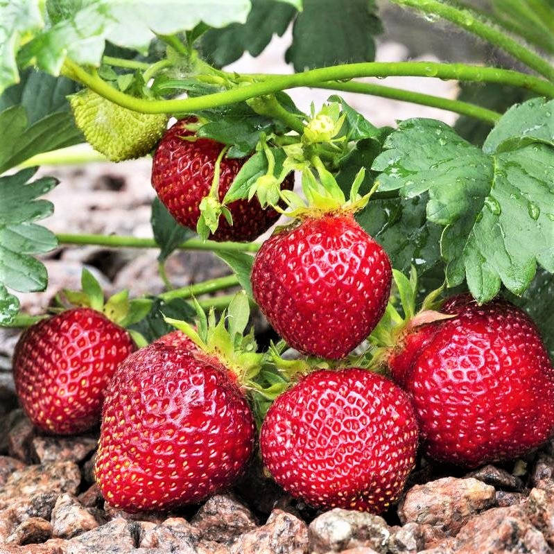 Саженцы клубники (рассада) Дали (Dahli) - очень ранняя, сладкая, транспортабельная
Саженцы клубники (рассада) Дали (Dahli) - очень ранняя, сладкая, транспортабельная