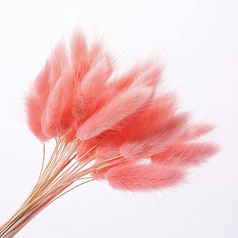 Лагурус розовый 55-70 см, ~110 шт, 80 г 
Лагурус розовый 55-70 см, ~110 шт, 80 г