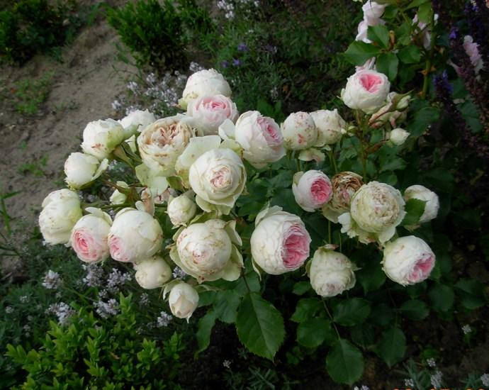 Троянда патіо, флорібунда Pompon Flower Circus Помпон фловер циркус. Інша назва – Pashmina
Троянда патіо, флорібунда Pompon Flower Circus Помпон фловер циркус. Інша назва – Pashmina