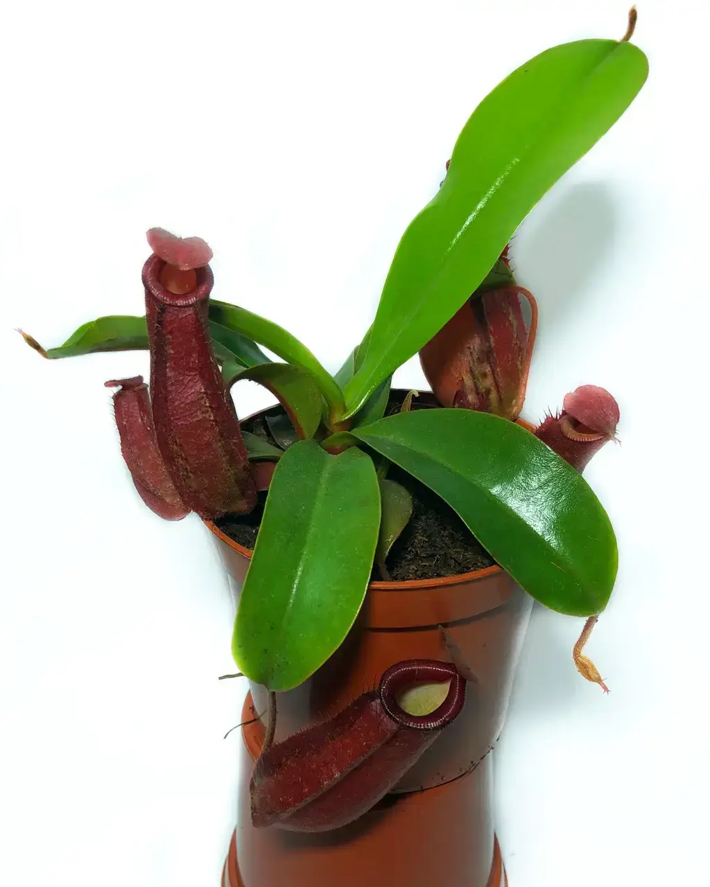 Растение хищник Непентес Кровавая Мэри AlienPlants Nepenthes Bloody Merry, Красный
Растение хищник Непентес Кровавая Мэри AlienPlants Nepenthes Bloody Merry, Красный