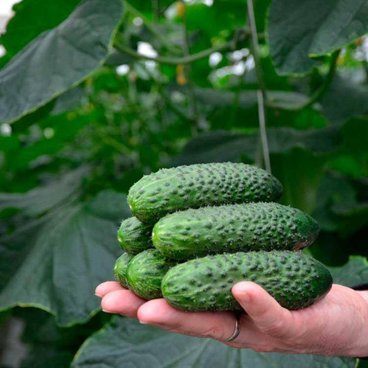 Огурец SV4097CV F1 10 семян (Seminis) 
Огурец SV4097CV F1 10 семян (Seminis)