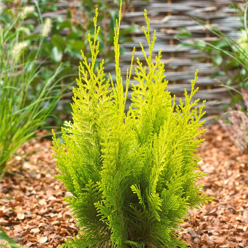 Кипарисовик лавсона Келлерис Голд ( С2 25+см) саженцы
Кипарисовик лавсона Келлерис Голд ( С2 25+см) саженцы