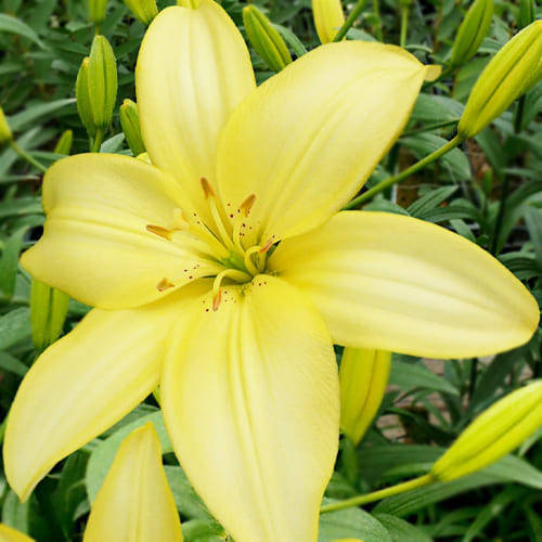 Лилия Easy Vanilla 14/16, Зелёный
Лилия Easy Vanilla 14/16, Зелёный