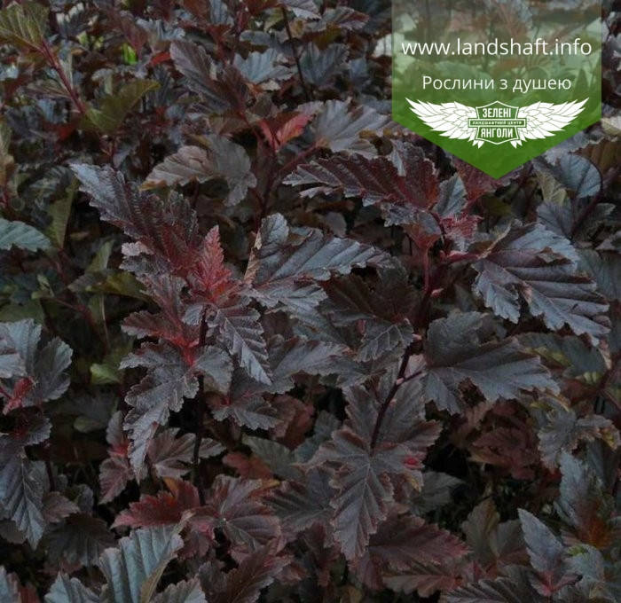Physocarpus opulifolius 'Red Baron', Пухироплідник калинолистий 'Ред Барон',C2 - горщик 2л
Physocarpus opulifolius 'Red Baron', Пухироплідник калинолистий 'Ред Барон',C2 - горщик 2л