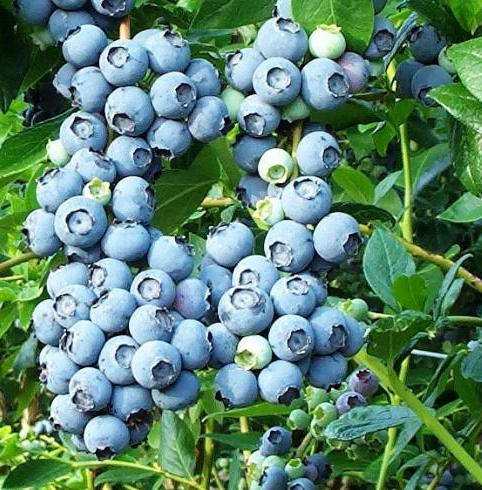 Саженцы Голубики Блюкроп (Bluecrop) - средняя, промышленная, транспортабельная (3-х летка) С2
Саженцы Голубики Блюкроп (Bluecrop) - средняя, промышленная, транспортабельная (3-х летка) С2