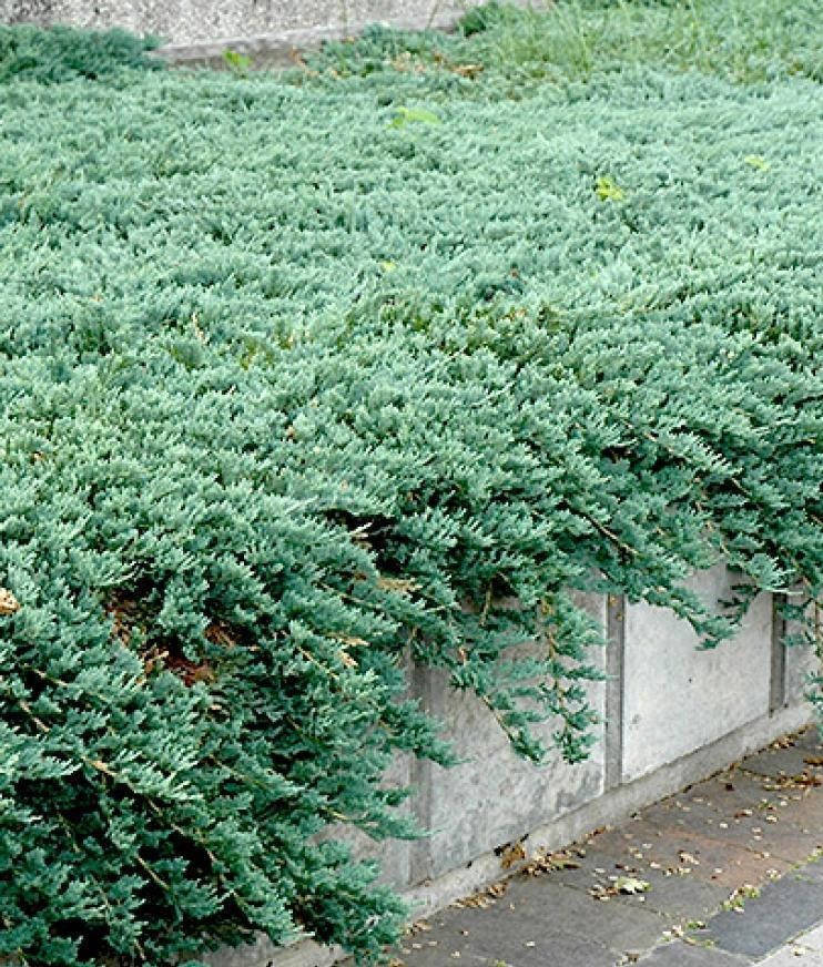 Можжевельник горизонтальный Бар Харбор \ Juniperus horizontalis Bar Harbor (р9 ) саженцы
Можжевельник горизонтальный Бар Харбор \ Juniperus horizontalis Bar Harbor (р9 ) саженцы