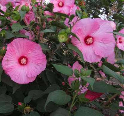 Гибискус травянистый, виды 4года контейнер 5л