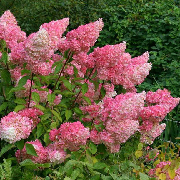 Саженец гортензии VANILLE FRAISE, 2-летний, контейнер 1,5л
Саженец гортензии VANILLE FRAISE, 2-летний, контейнер 1,5л