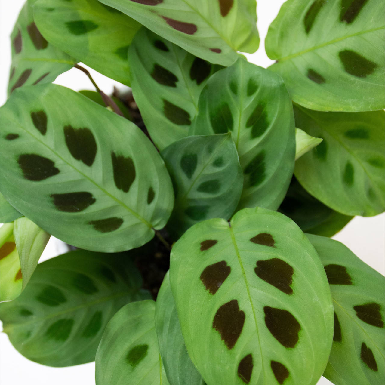 Маранта Грин страйп, Maranta leuconeura Green Stripe, Светло-зеленый 
Маранта Грин страйп, Maranta leuconeura Green Stripe, Светло-зеленый