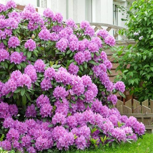 Рододендрон вечнозеленый Розеум Элеганс / Рододендрон Розеум Елеганс / (Rhododendron hybrid Roseum Elegans)
Рододендрон вечнозеленый Розеум Элеганс / Рододендрон Розеум Елеганс / (Rhododendron hybrid Roseum Elegans)