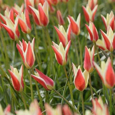 Тюльпан Clusiana (луковицы) 3 шт
Тюльпан Clusiana (луковицы) 3 шт