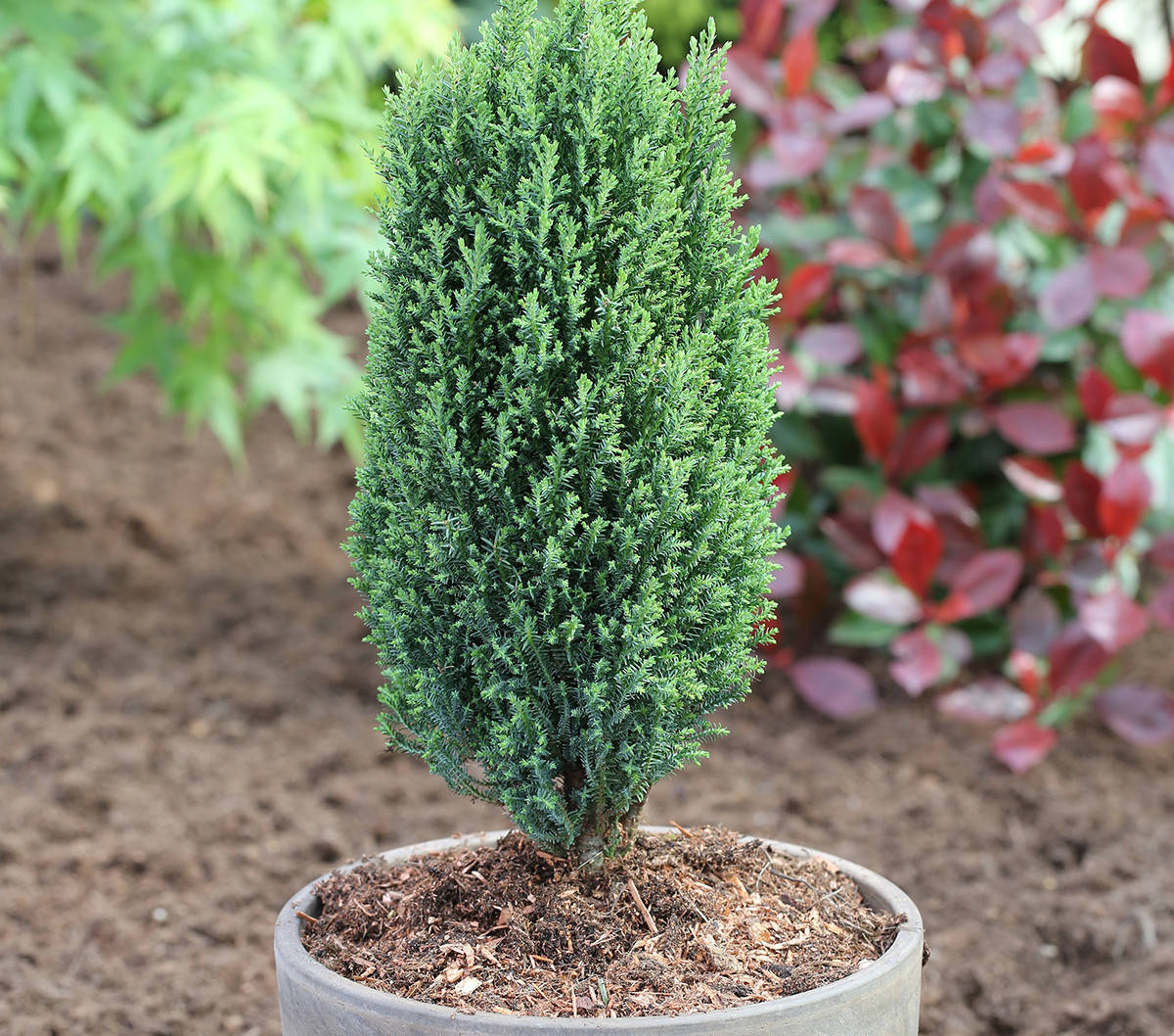Кипарисовик Лавсона Ellwoodii 3 річний, Кипарисовик Лавсона Элвуди, Chamaecyparis lawsoniana Ellwoodii
Кипарисовик Лавсона Ellwoodii 3 річний, Кипарисовик Лавсона Элвуди, Chamaecyparis lawsoniana Ellwoodii