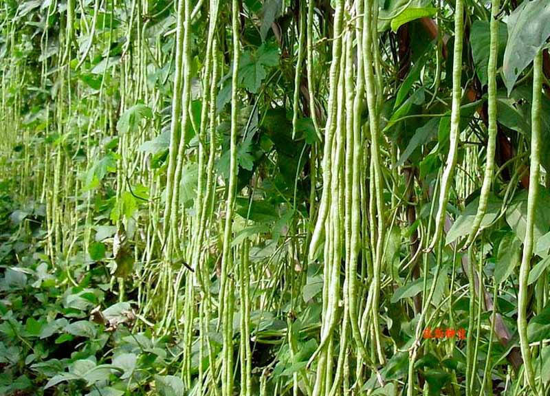 Фасоль спаржевая Вигна 
Фасоль спаржевая Вигна