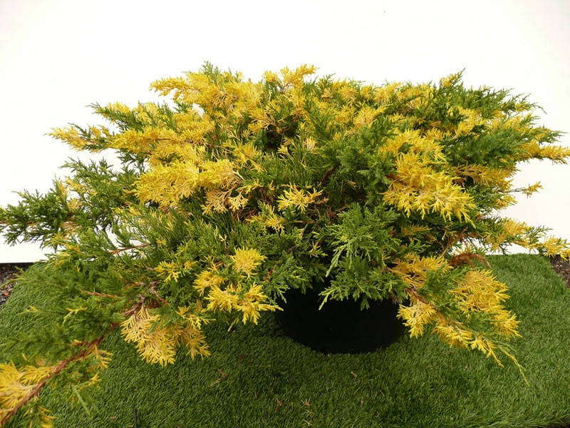 Ялівець китайський Expansa Variegata 3 річний, Можжевельник китайский Экспанса Вариегата, Juniperus chinensis
Ялівець китайський Expansa Variegata 3 річний, Можжевельник китайский Экспанса Вариегата, Juniperus chinensis